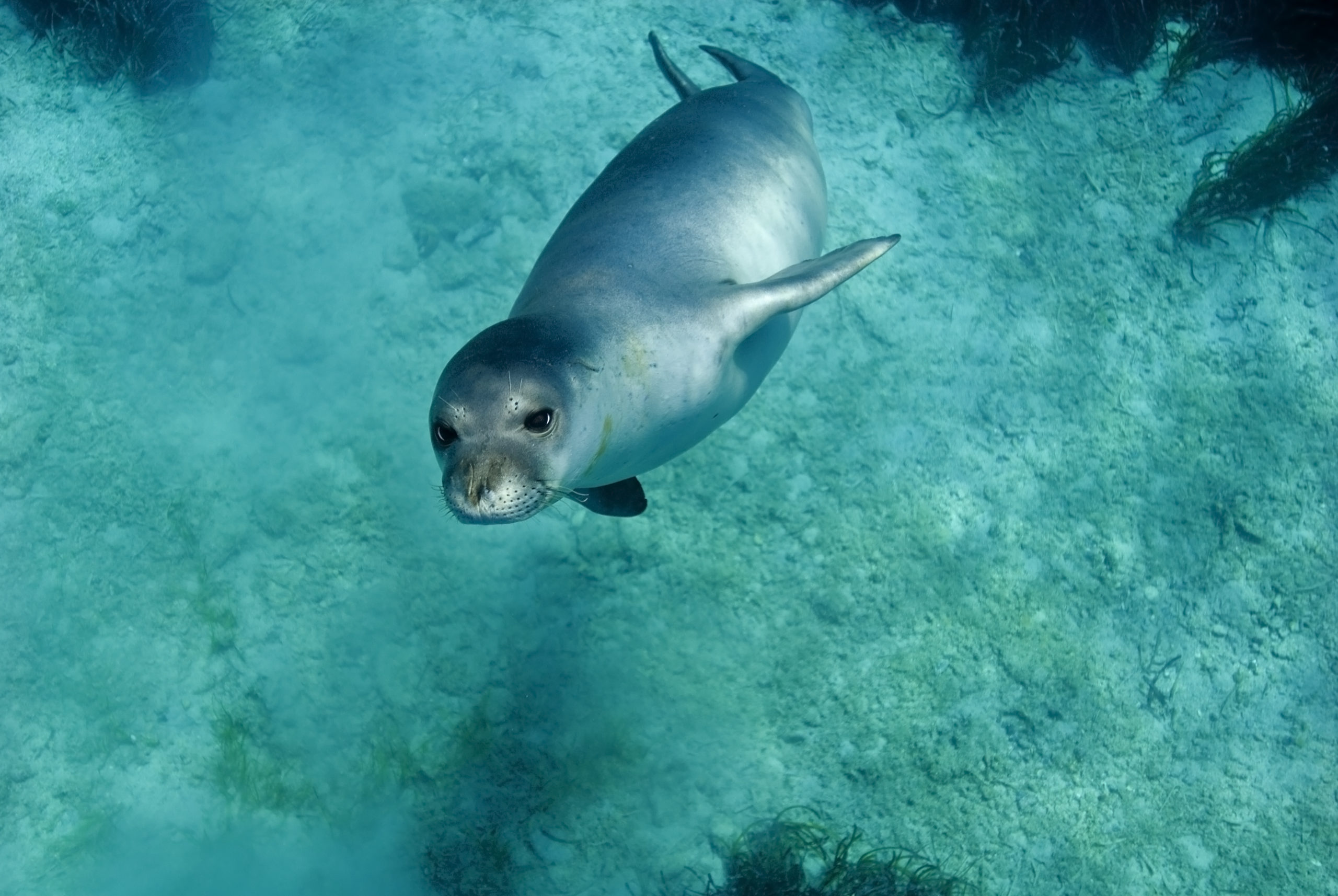 Mediterranean Monk Seals