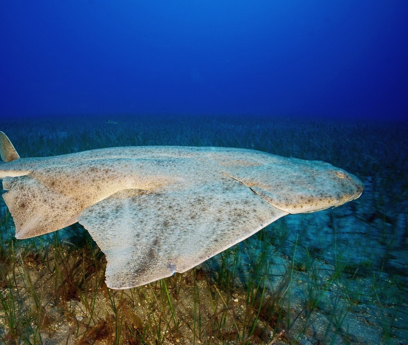 Angel Shark Project